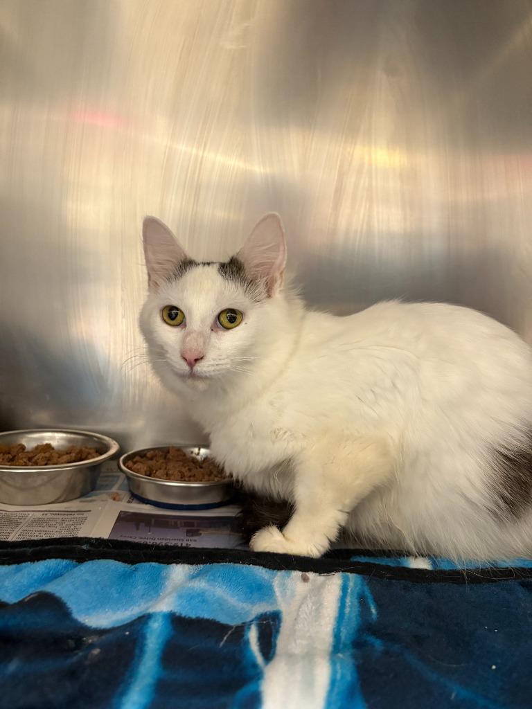 Enlarge Ivy, a Adoptable mixed breed in Findlay, OH image 2/2