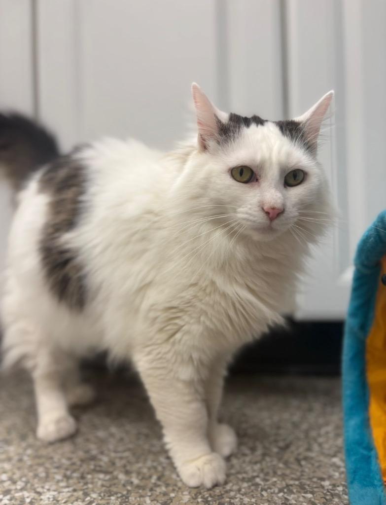 Enlarge Ivy, a Adoptable mixed breed in Findlay, OH image 4/4