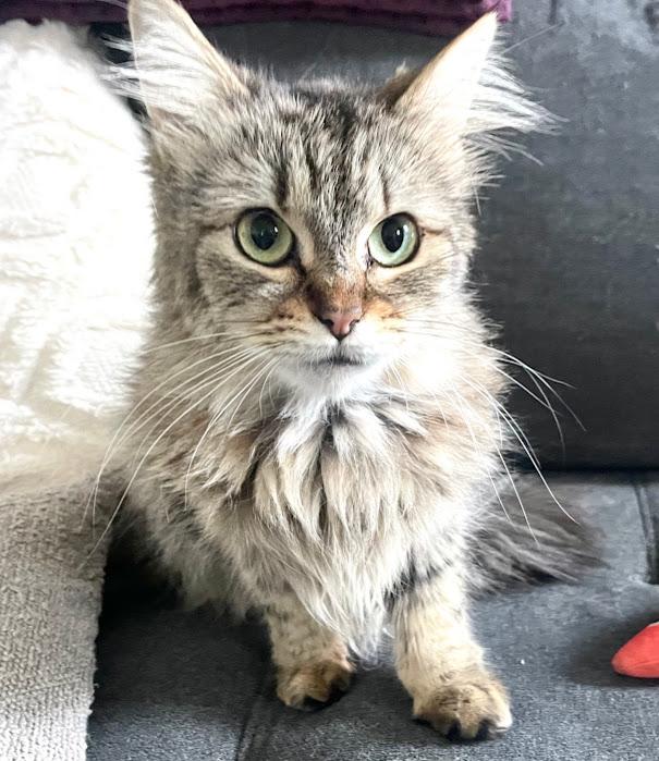 Enlarge Pierogi, a Adoptable Domestic Long Hair in Hillsboro, OR image 1/6