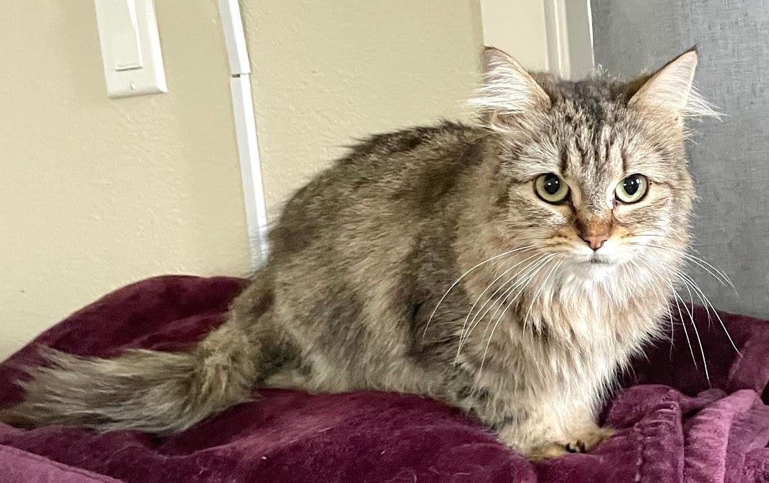 Pierogi, Adoptable, Adult Female Domestic Long Hair.