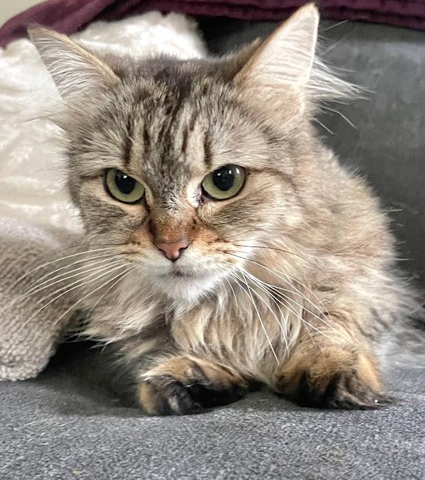 Enlarge Pierogi, a Adoptable Domestic Long Hair in Hillsboro, OR image 5/6