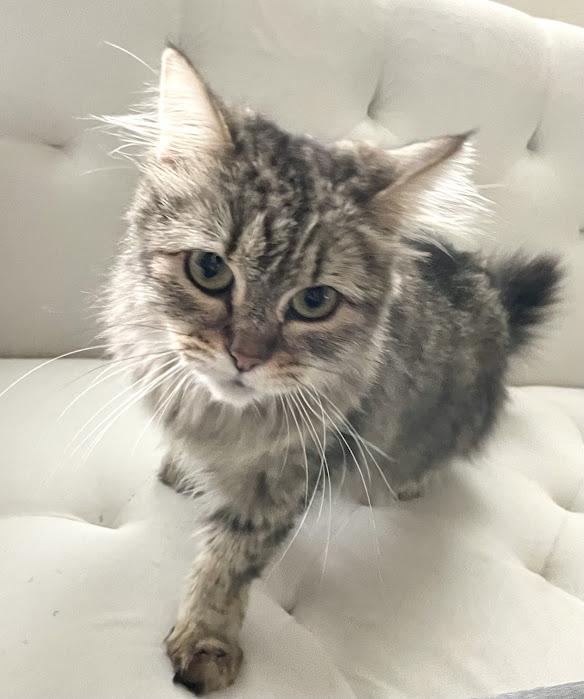 Enlarge Pierogi, a Adoptable Domestic Long Hair in Hillsboro, OR image 6/6