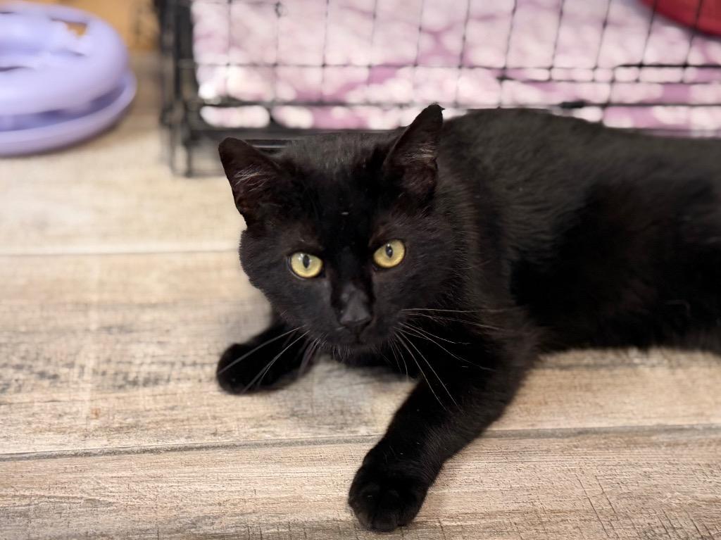 Crookshanks, Adopted, Young Male Domestic Short Hair.