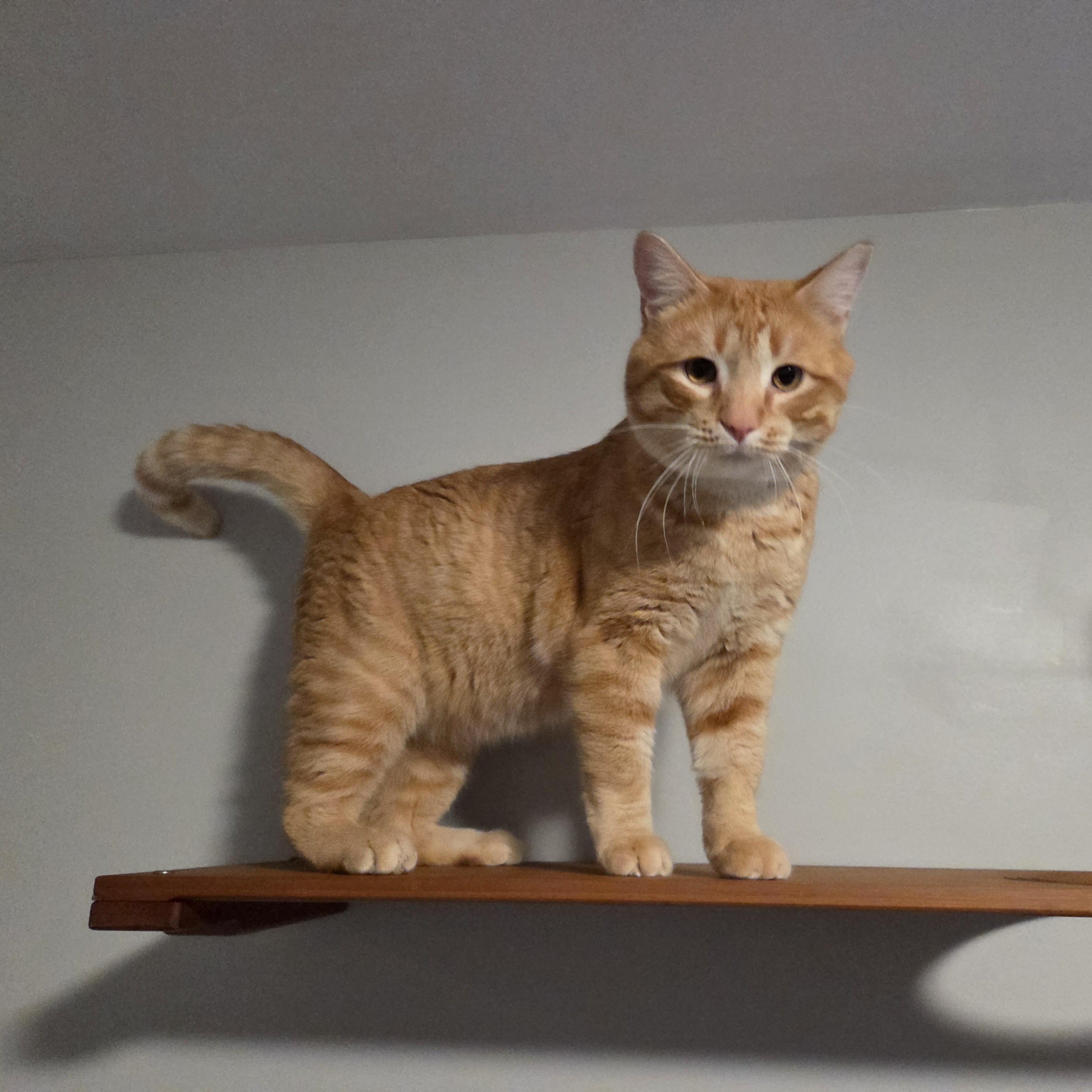 Hugo, an adopted Domestic Short Hair in DICKSON, TN image 1/5