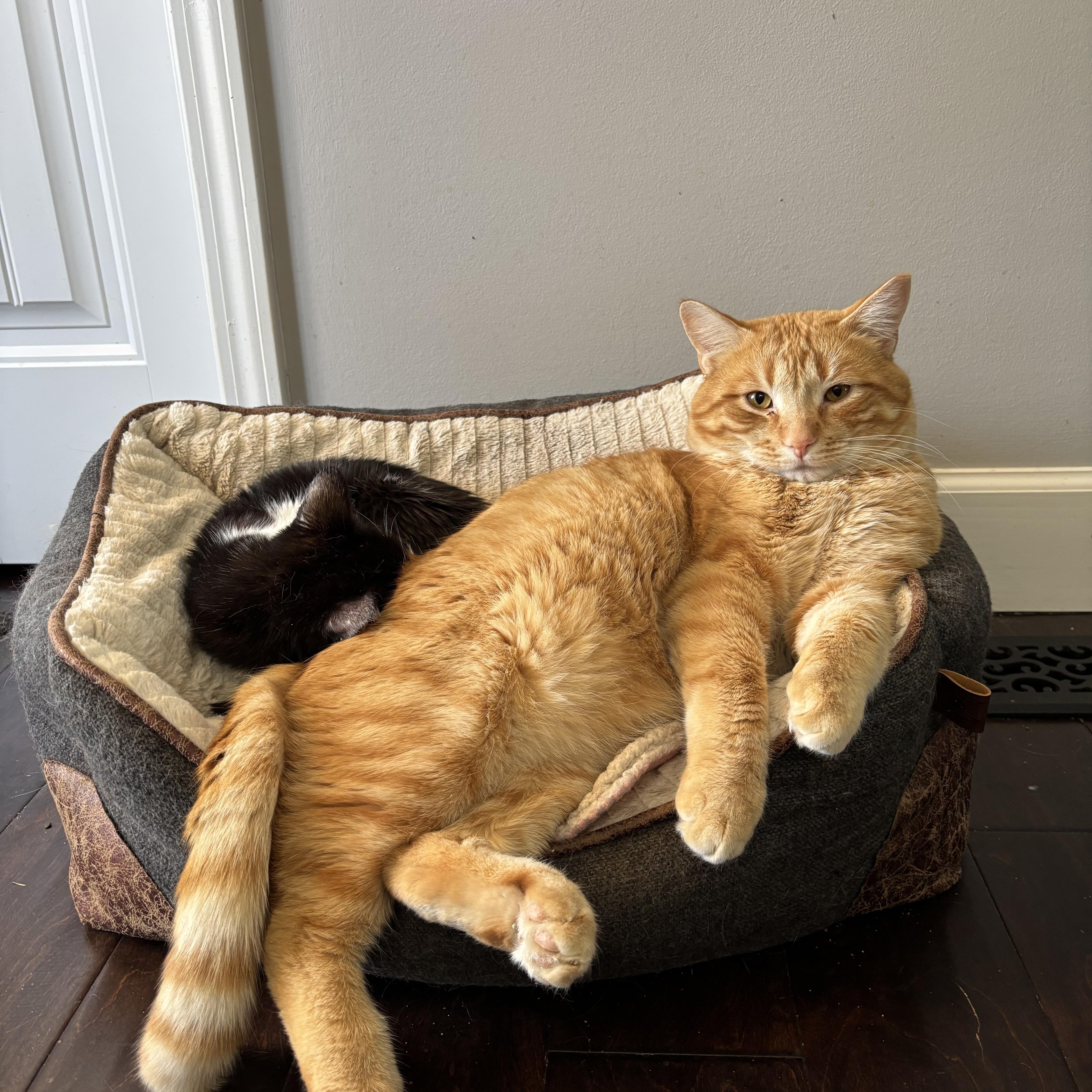 Hugo, an adopted Domestic Short Hair in DICKSON, TN image 5/5