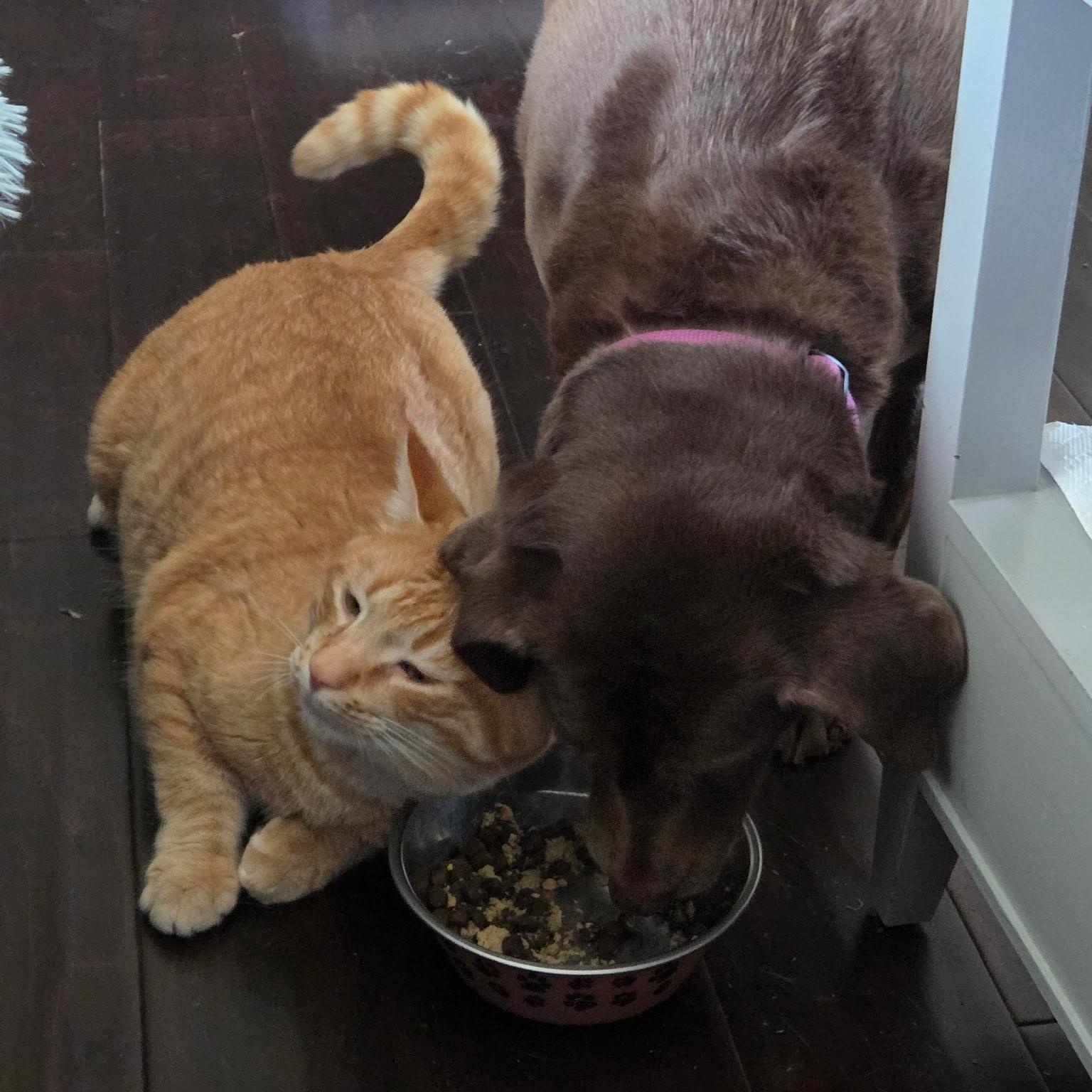 Hugo, an adopted Domestic Short Hair in DICKSON, TN image 4/5