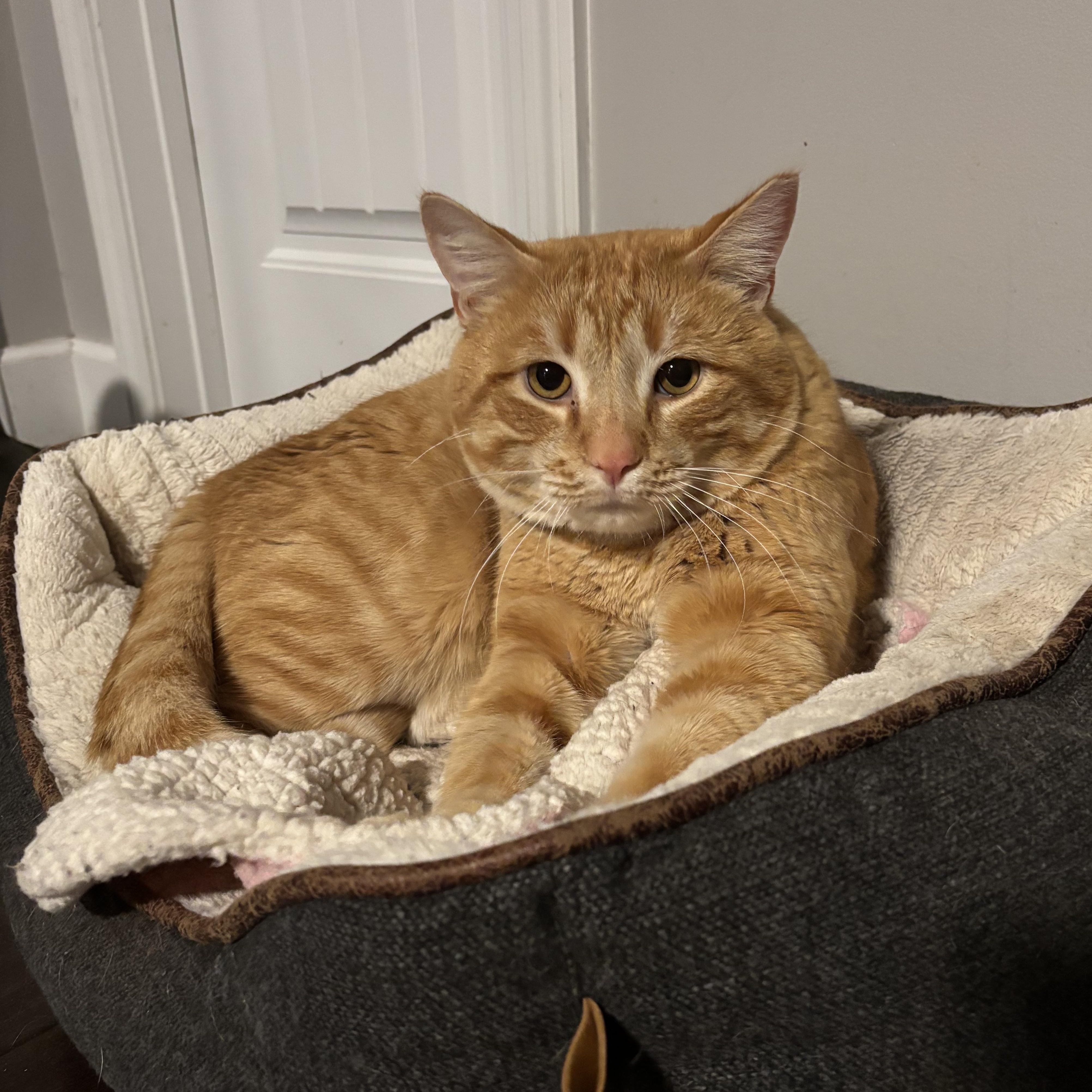 Hugo, an adopted Domestic Short Hair in DICKSON, TN image 3/5