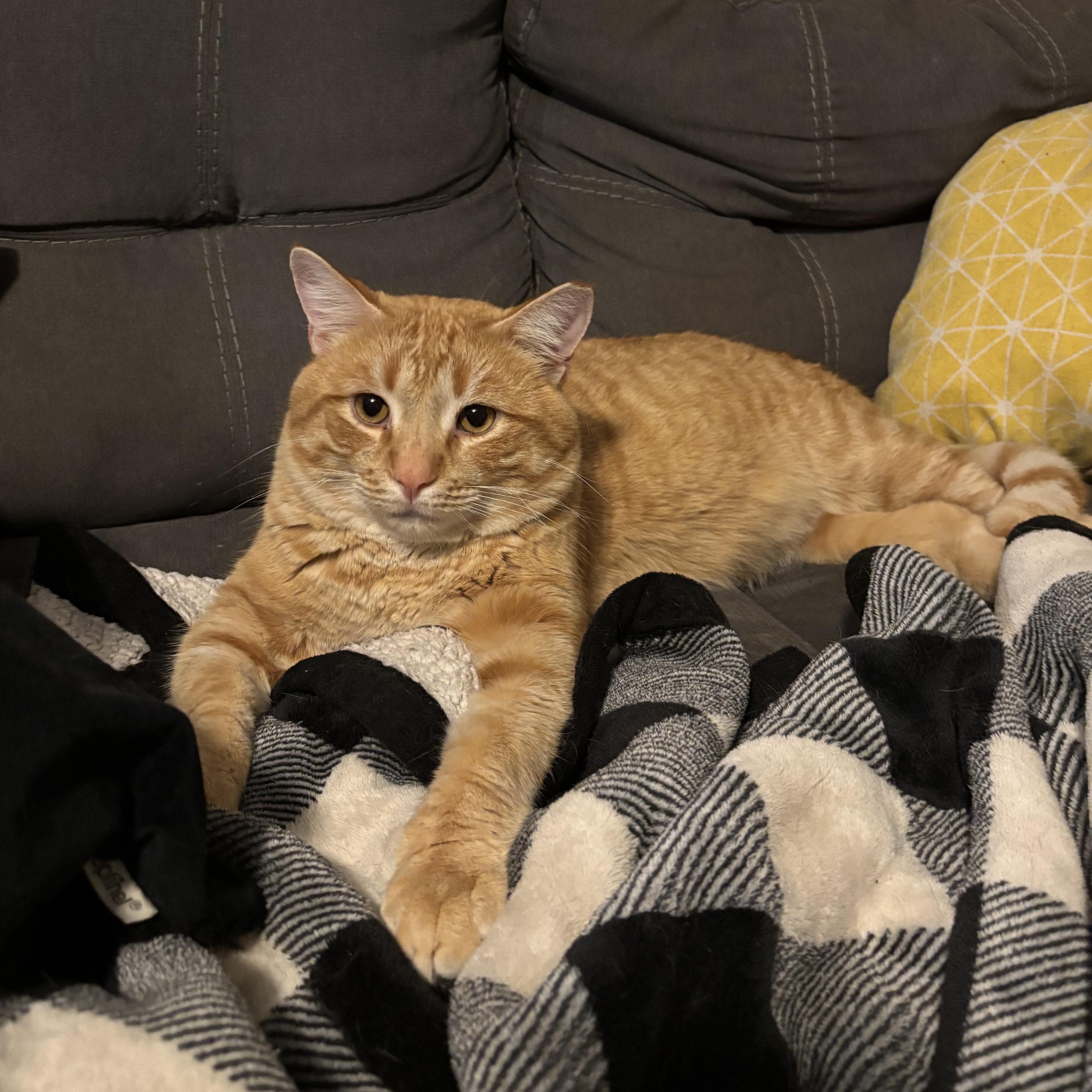 Hugo, an adopted Domestic Short Hair in DICKSON, TN image 2/5