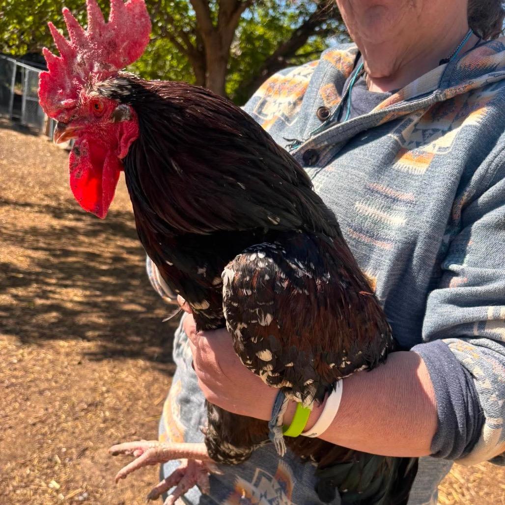Buckbeak, Adoptable, Young Male Chicken.