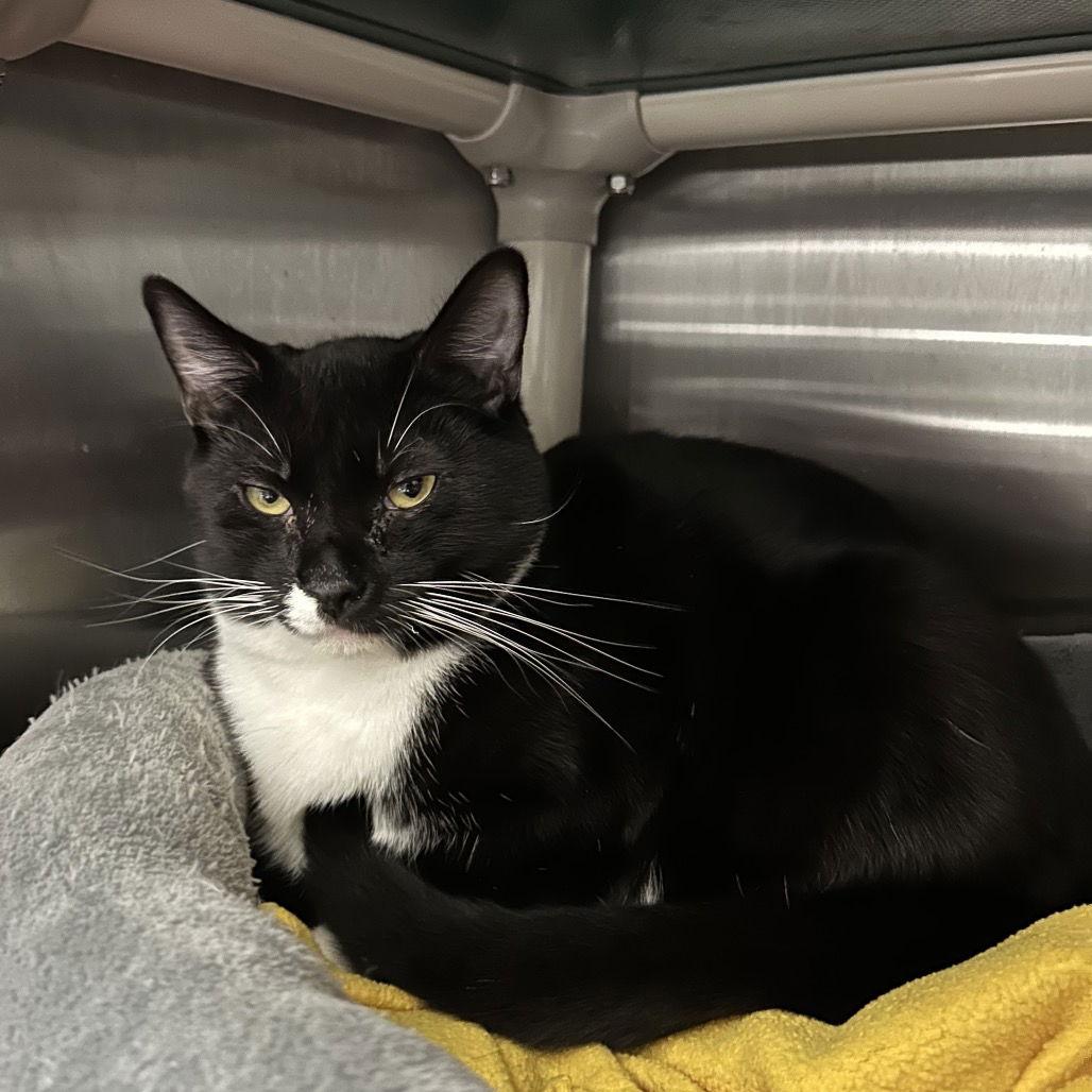 King Peppy, Adoptable, Young Male Domestic Short Hair.