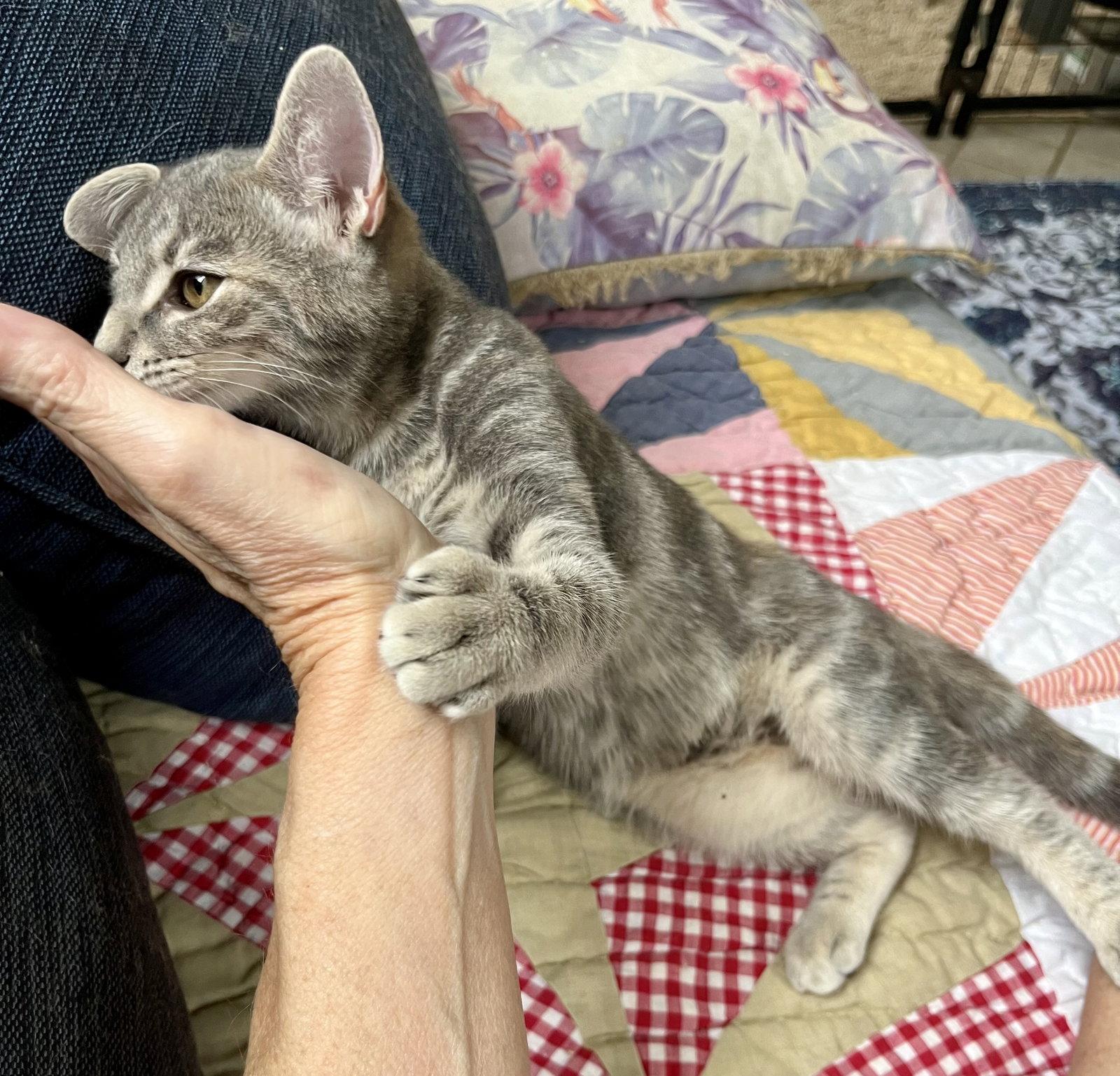 Presley, Adoptable, Kitten Female Tabby.
