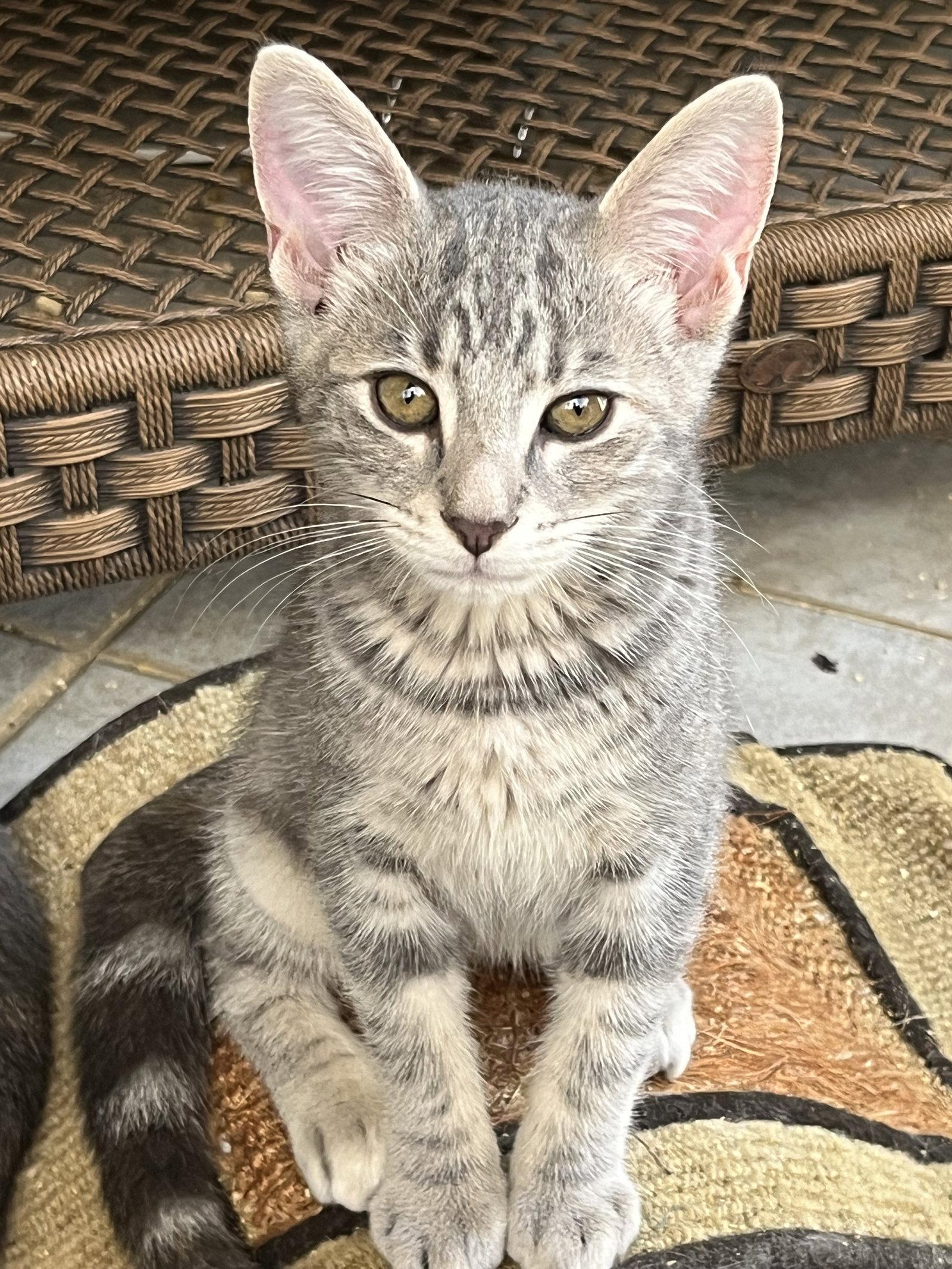Enlarge Presley, a Adoptable Tabby in Rural Hall, NC image 2/3