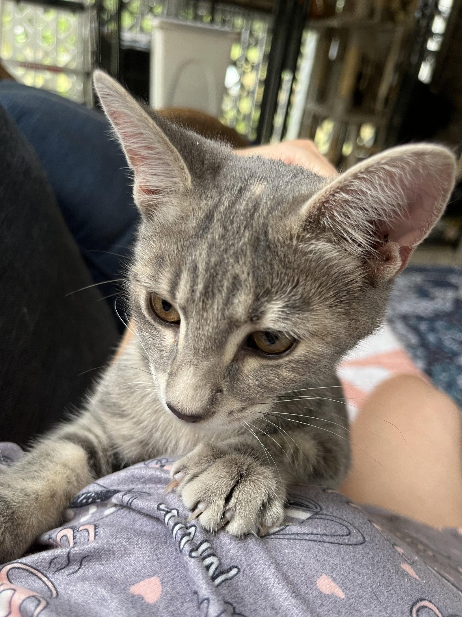 Enlarge Presley, a Adoptable Tabby in Rural Hall, NC image 2/3