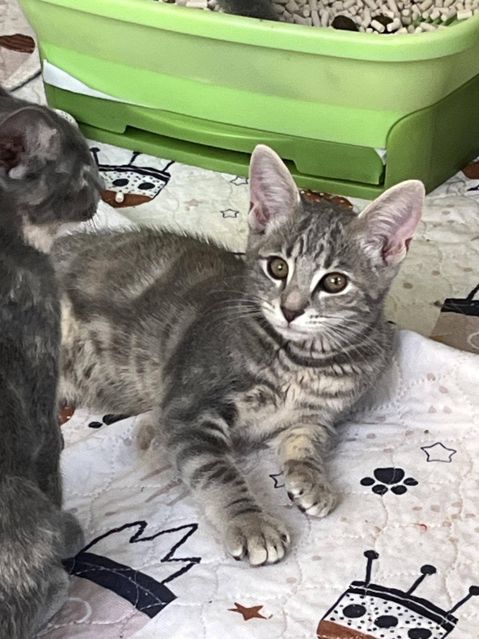 Enlarge Presley, a Adoptable Tabby in Rural Hall, NC image 3/3