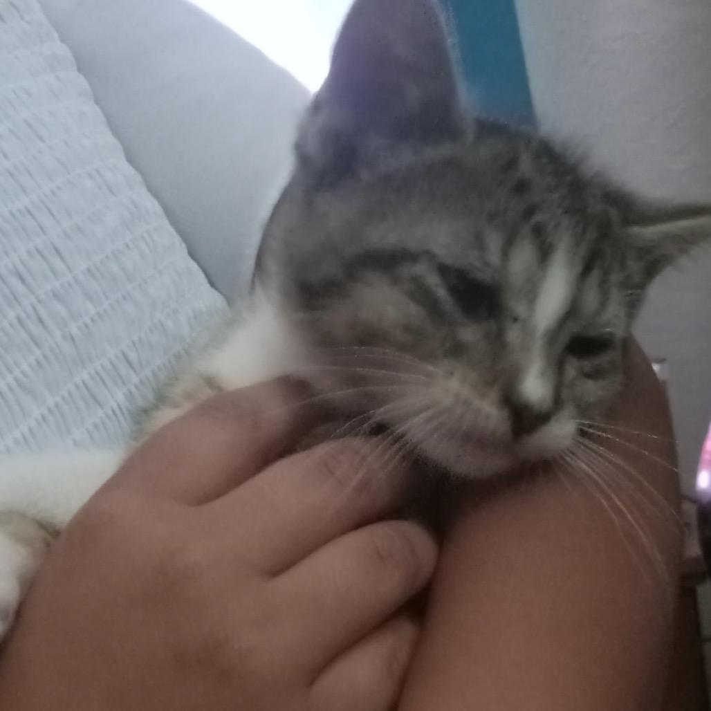 Ivy, a Adoptable Domestic Short Hair in Peoria, IL image 1/3