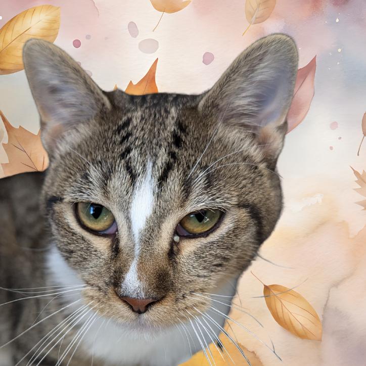 Ivy, a Adoptable Domestic Short Hair in Peoria, IL image 2/3