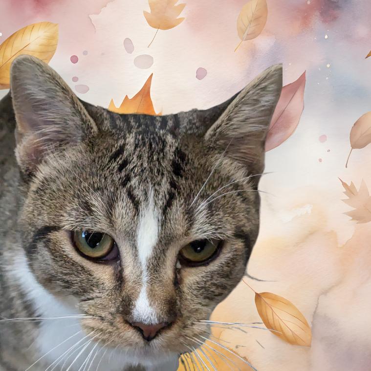 Ivy, a Adoptable Domestic Short Hair in Peoria, IL image 3/3