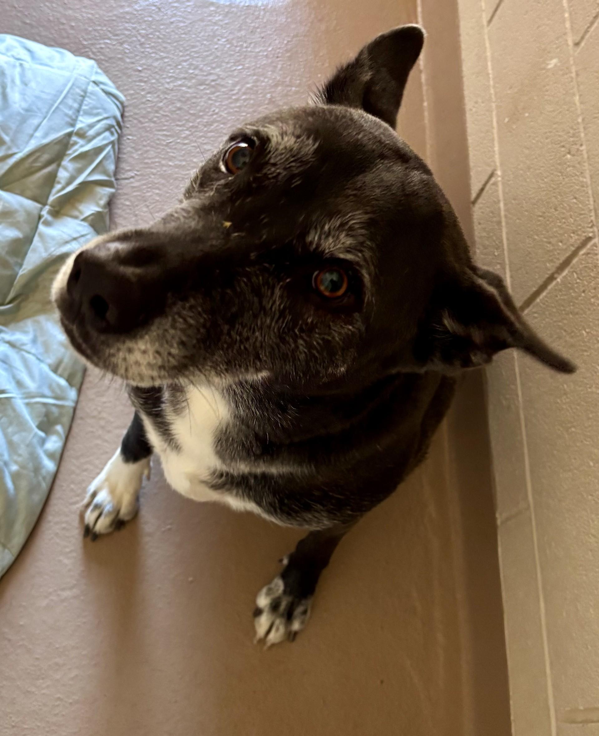 Enlarge Luna, a ADOPTABLE mixed breed in Sierra Vista, AZ image 2/3