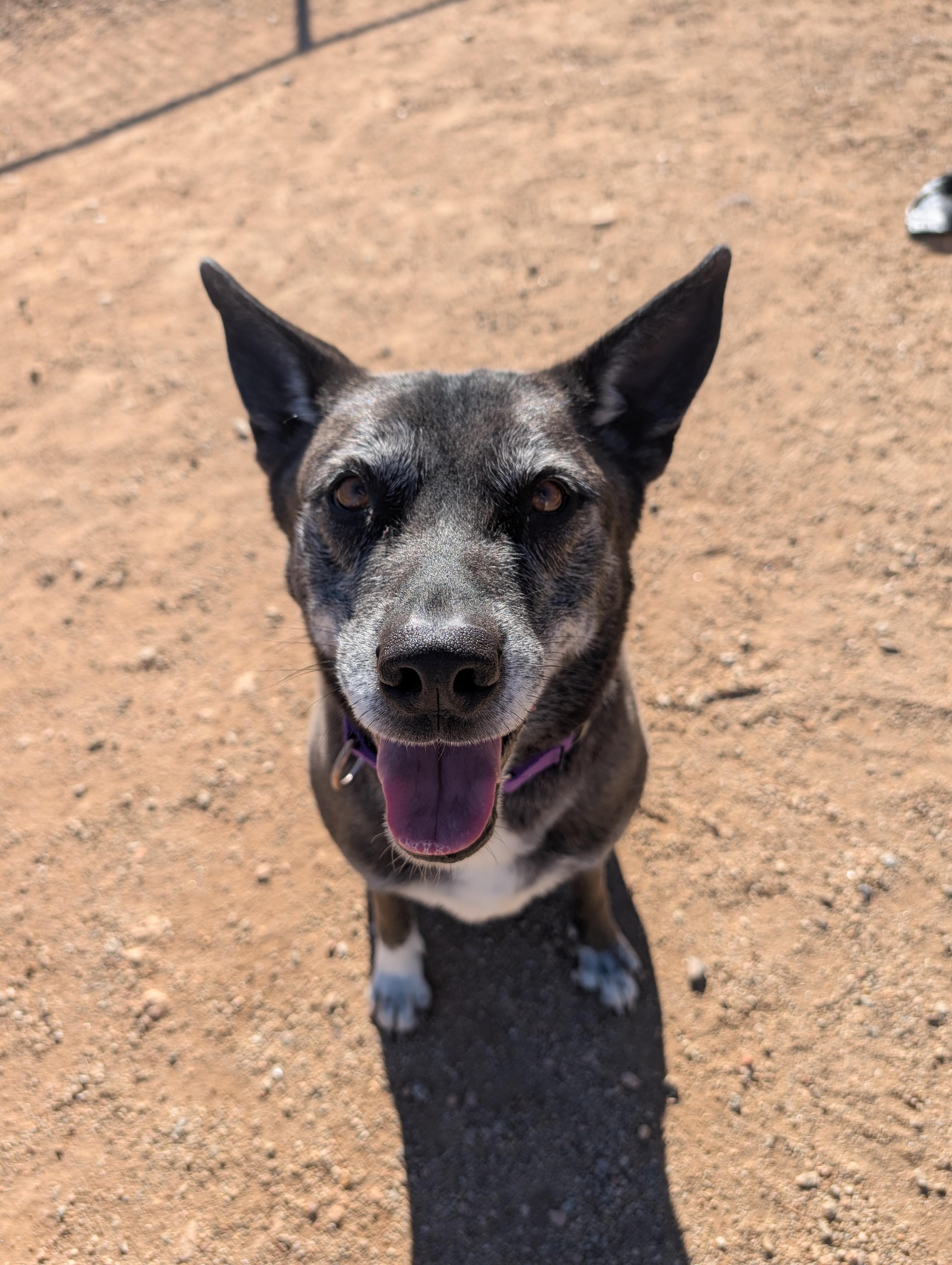 Enlarge Luna, a ADOPTABLE mixed breed in Sierra Vista, AZ image 3/3