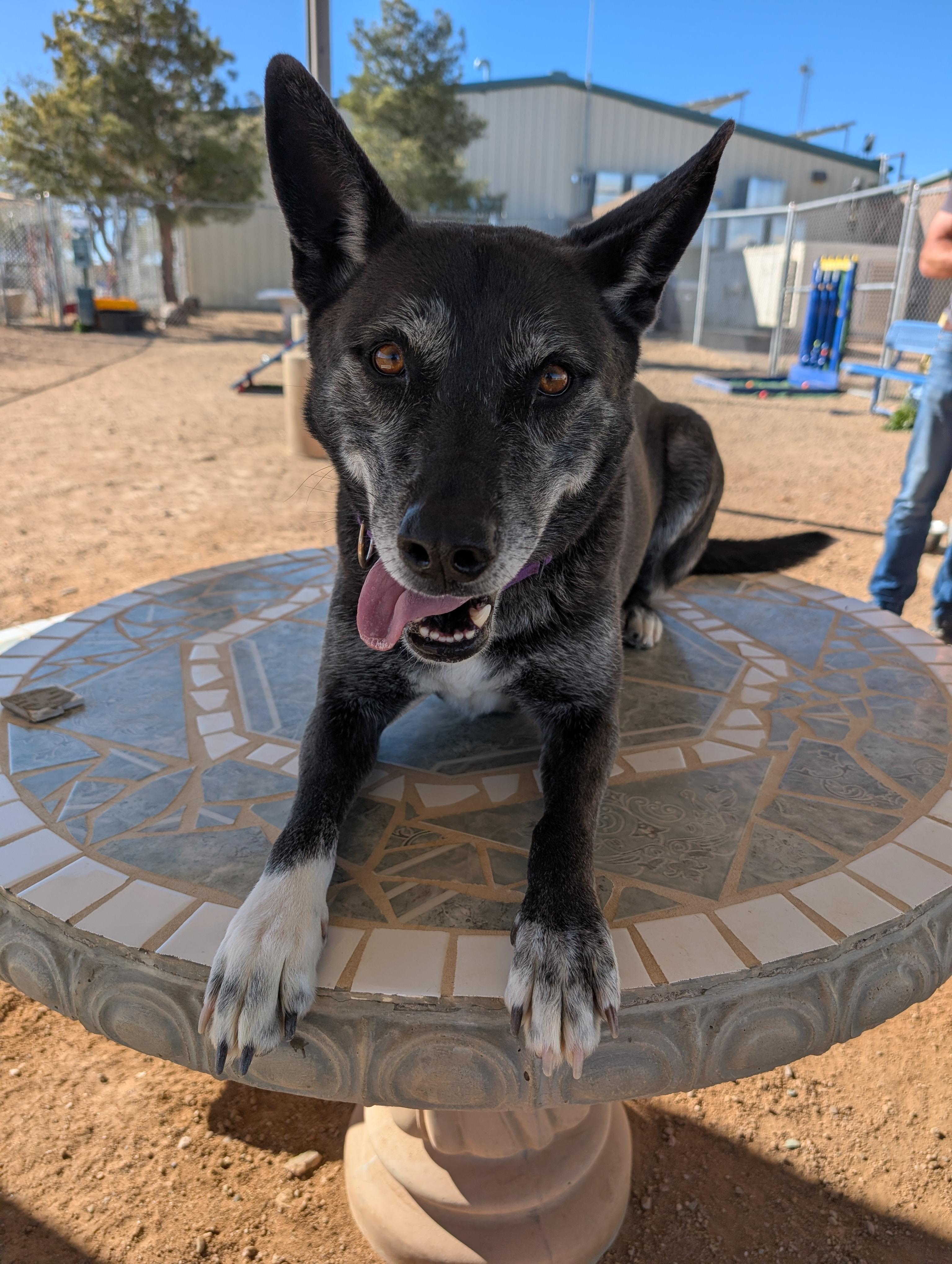 Enlarge Luna, a ADOPTABLE mixed breed in Sierra Vista, AZ image 1/3