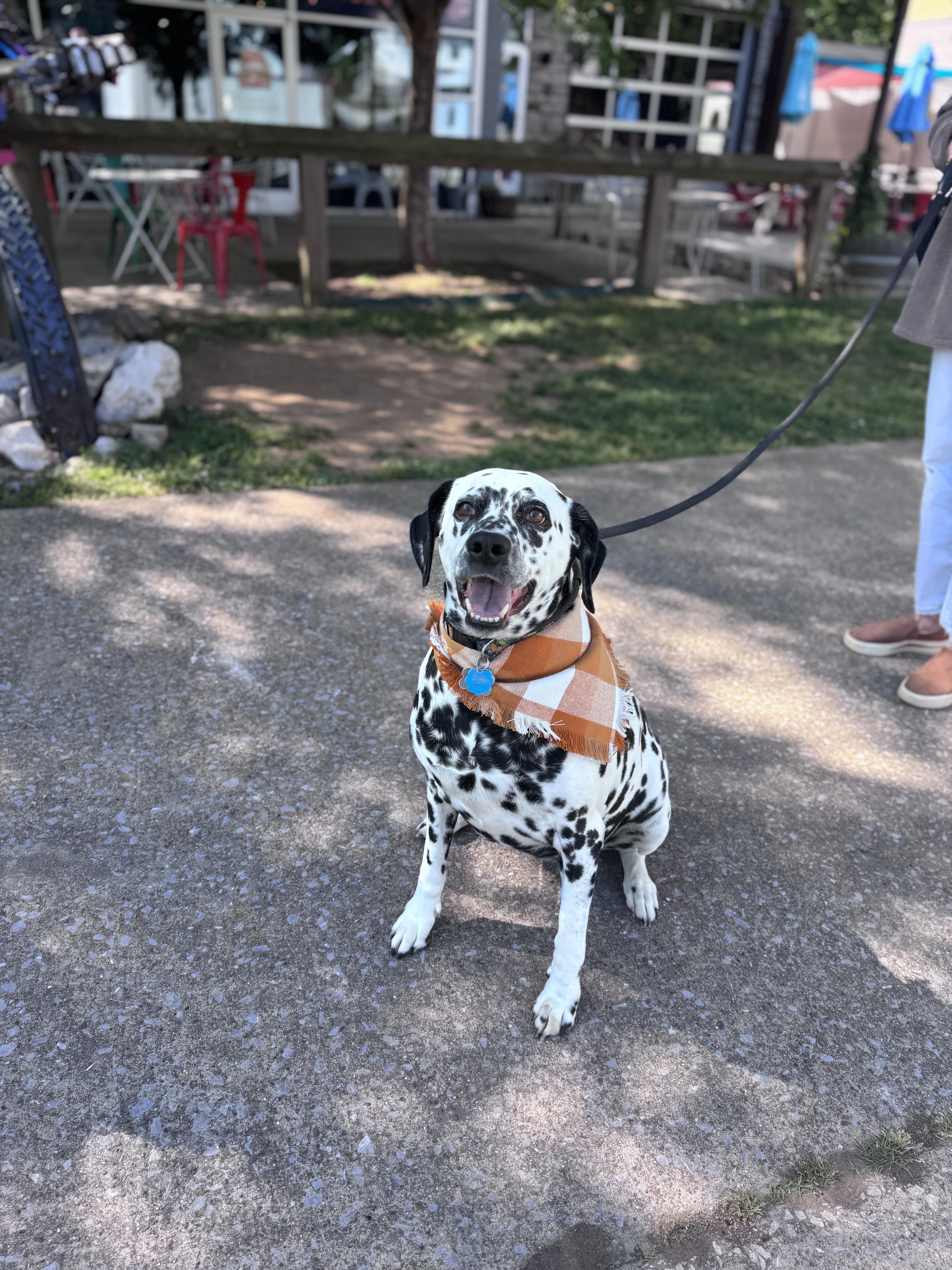 Enlarge Cosmo, a Adoptable Dalmatian in Knoxville, TN image 1/4