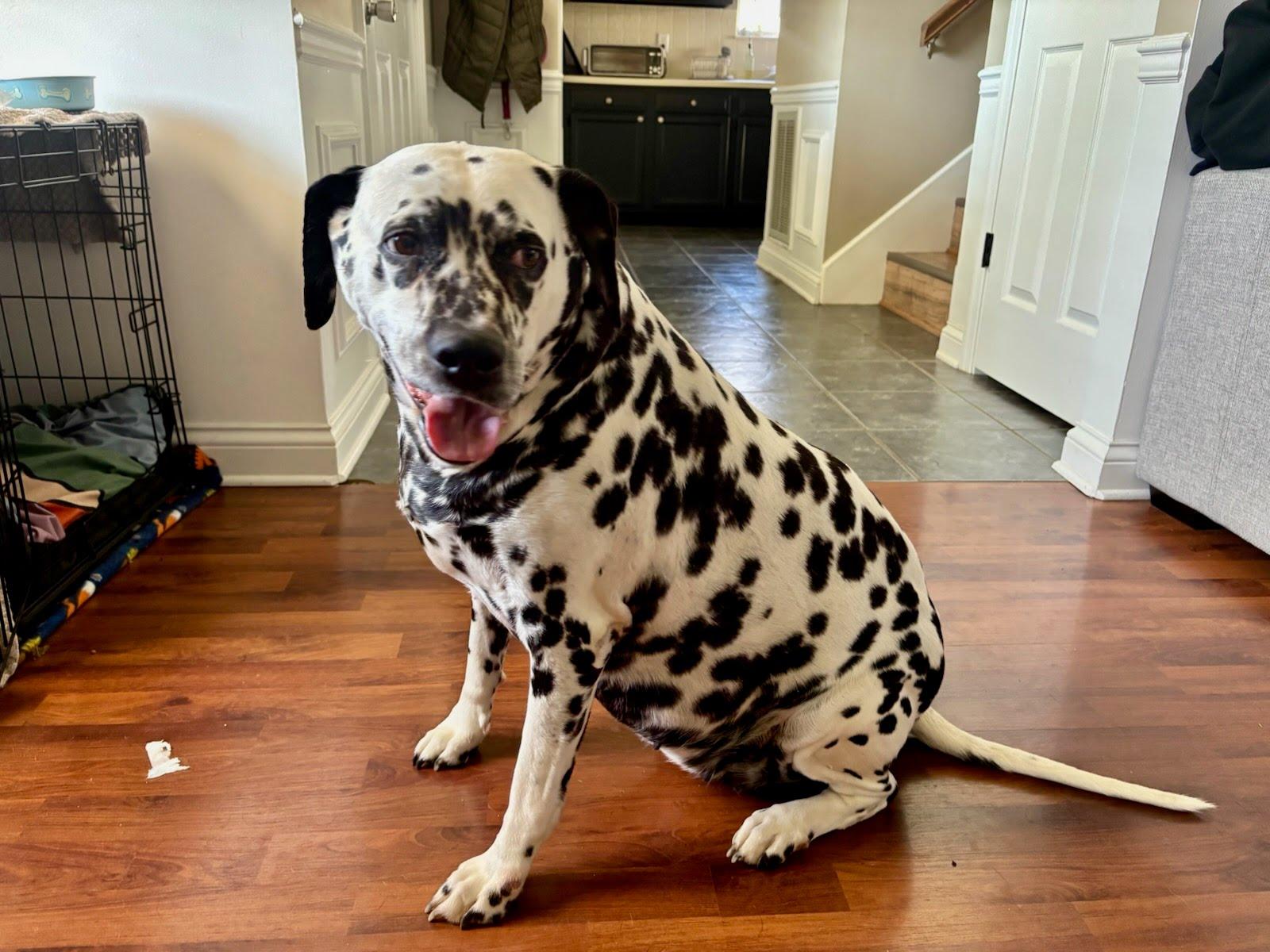 Cosmo, Adoptable, Senior Female Dalmatian.