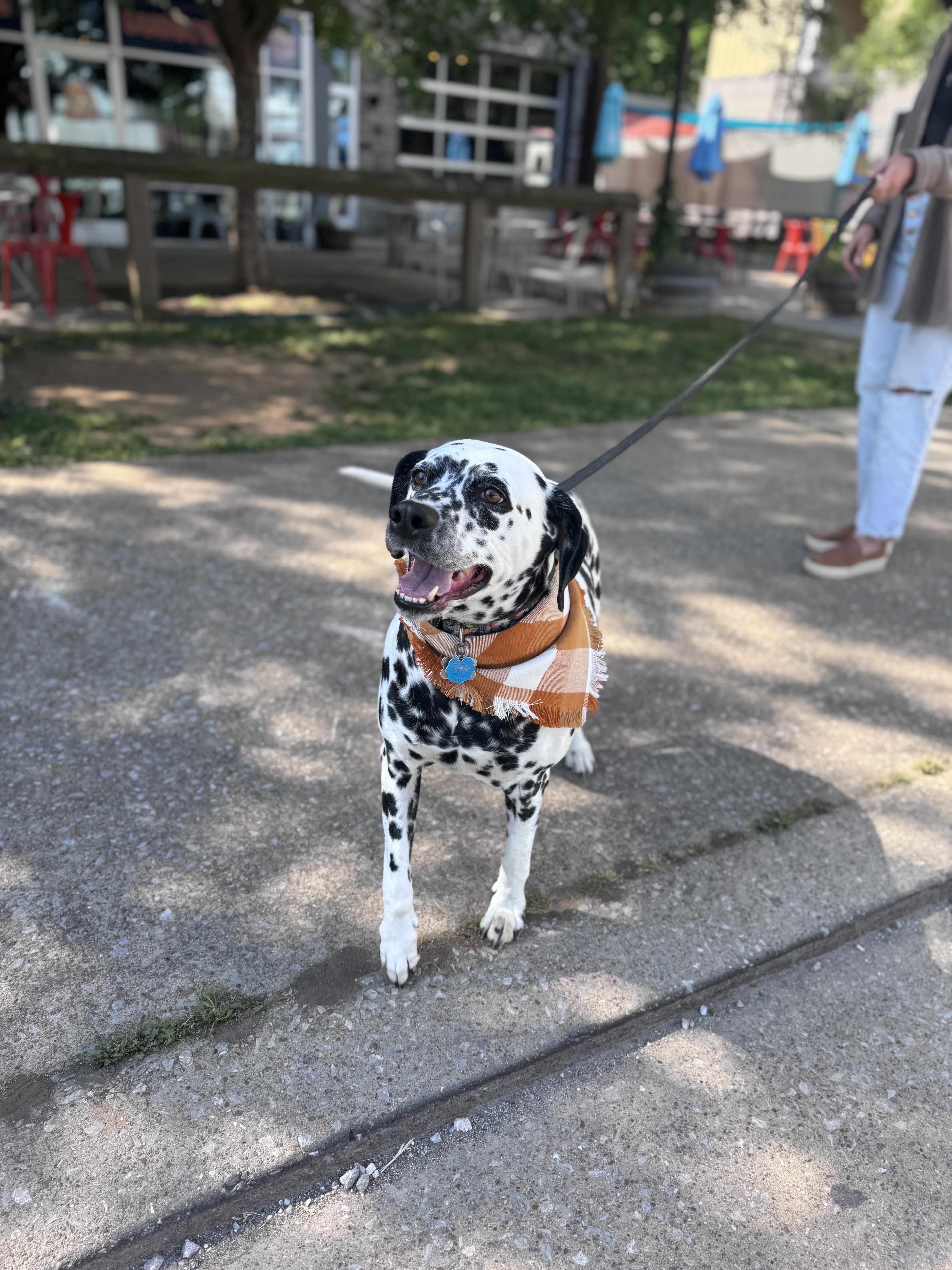 Enlarge Cosmo, a Adoptable Dalmatian in Knoxville, TN image 3/4