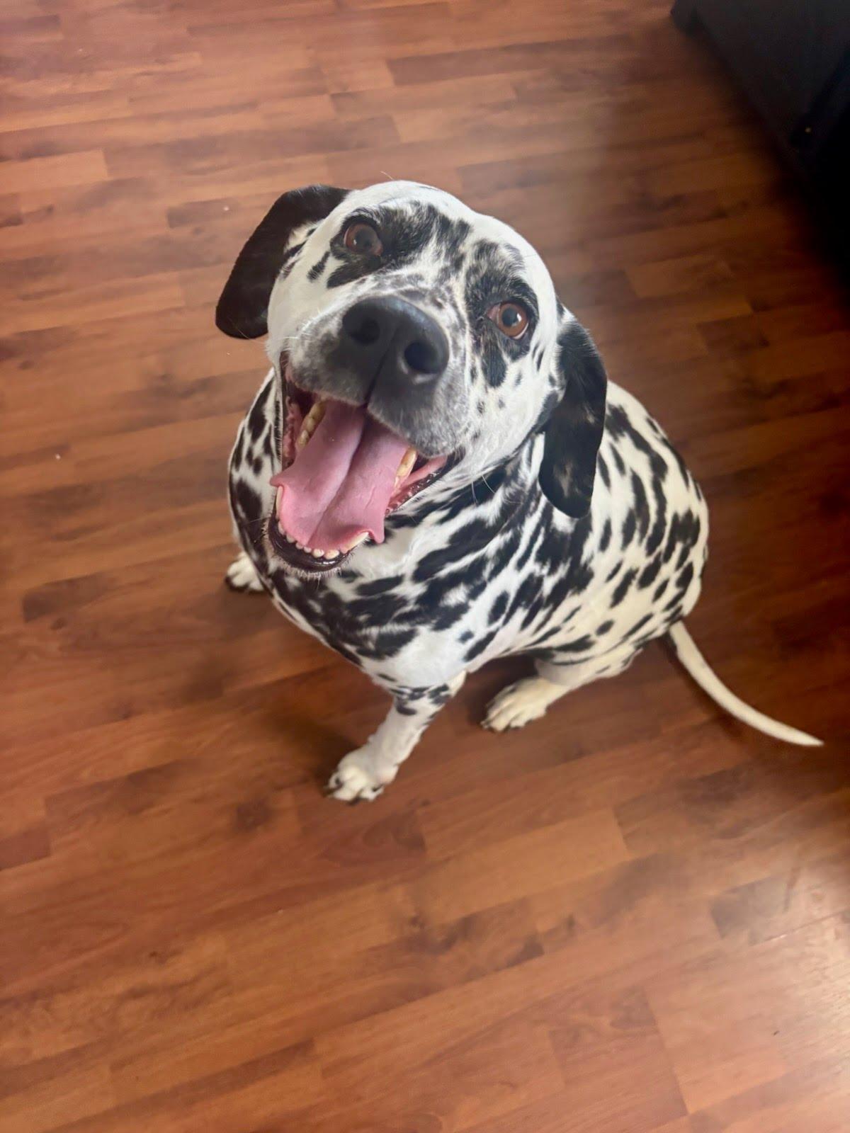 Enlarge Cosmo, a Adoptable Dalmatian in Knoxville, TN image 2/2