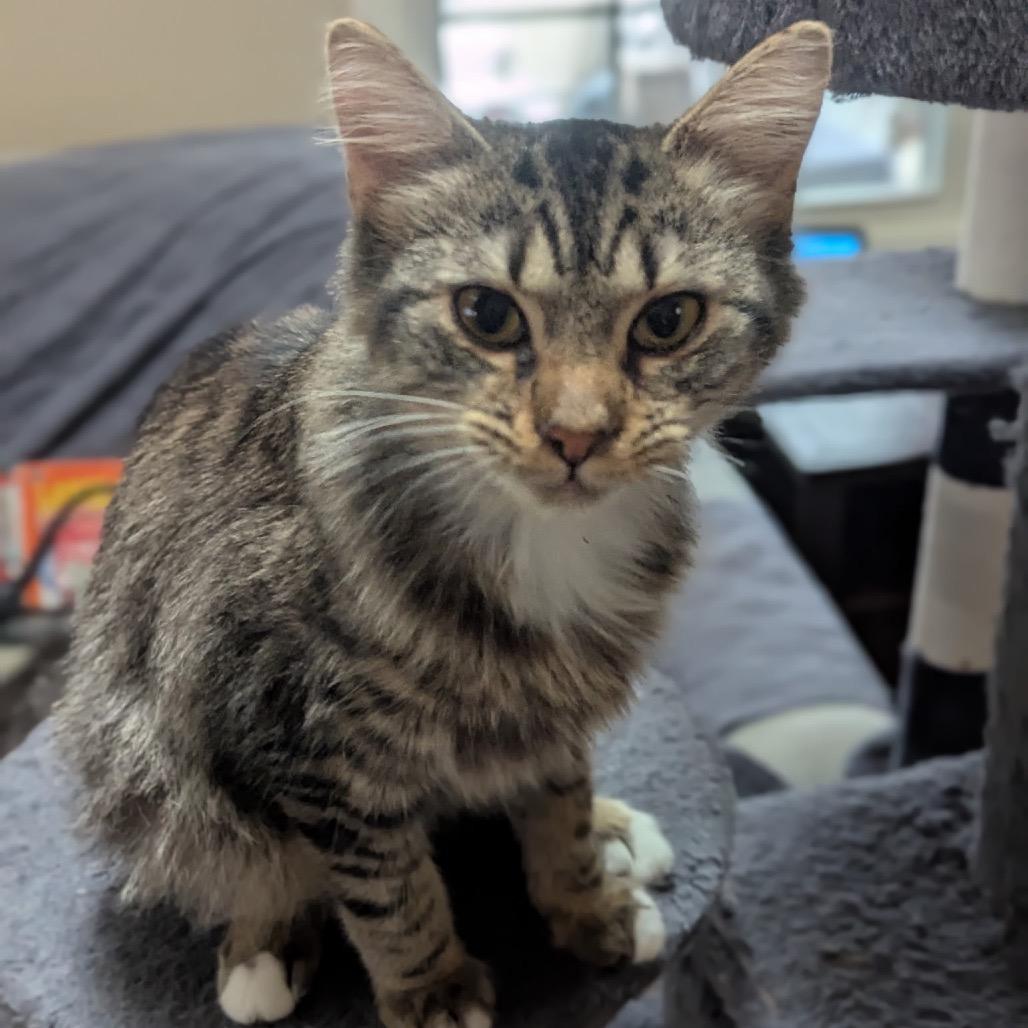 Enlarge Mischief, a Adoptable Domestic Medium Hair in Ashland, VA image 1/1