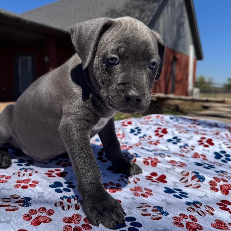 COLIN BRIDGERTON, Adoptable, Puppy Male American Staffordshire Terrier.