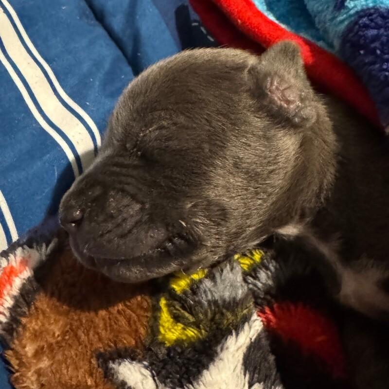 COLIN BRIDGERTON, Adoptable, Adult Male American Staffordshire Terrier.