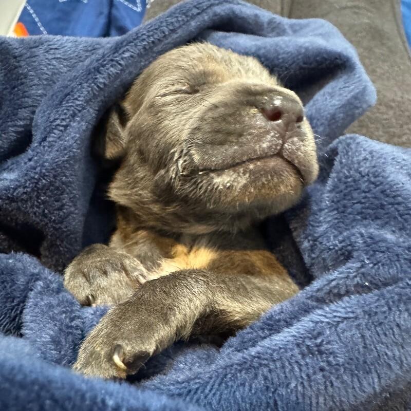 COLIN BRIDGERTON, a Adoptable American Staffordshire Terrier in lawton, OK image 3/6