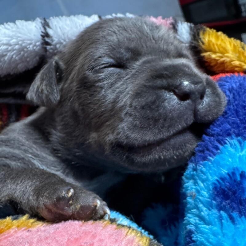 COLIN BRIDGERTON, a Adoptable American Staffordshire Terrier in lawton, OK image 4/6