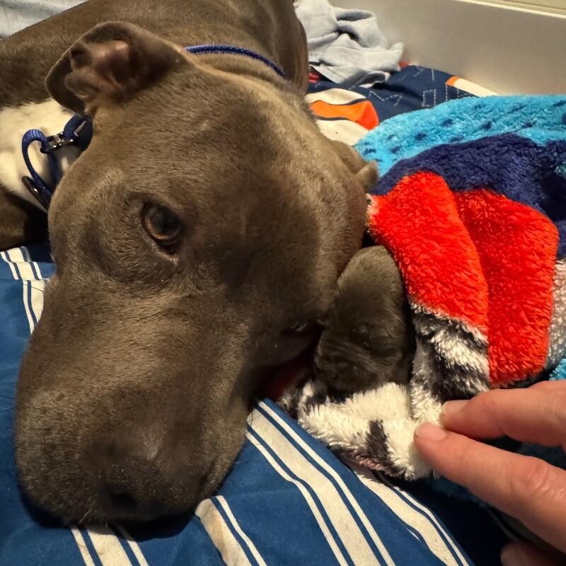 COLIN BRIDGERTON, a Adoptable American Staffordshire Terrier in lawton, OK image 5/6