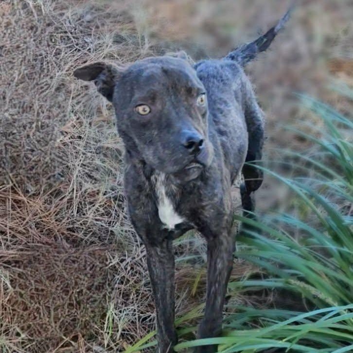 Enlarge Bugsy, a ADOPTABLE Mixed Breed in Leesburg, GA image 1/3