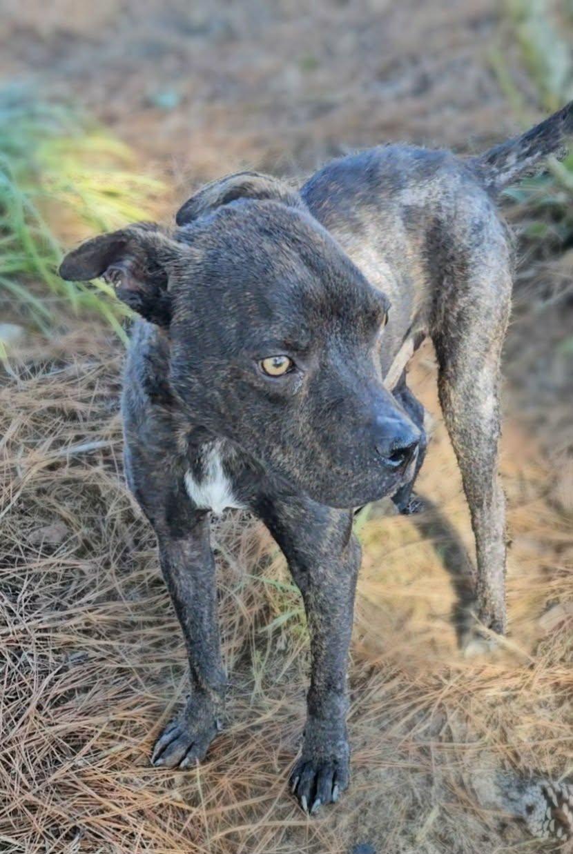 Enlarge Bugsy, a ADOPTABLE Mixed Breed in Leesburg, GA image 2/3