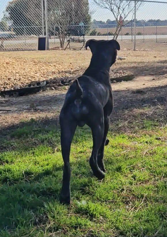 Enlarge Bugsy, a ADOPTABLE Mixed Breed in Leesburg, GA image 3/3
