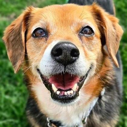 Enlarge Lulu, a ADOPTABLE mixed breed in Avon, IN image 1/3