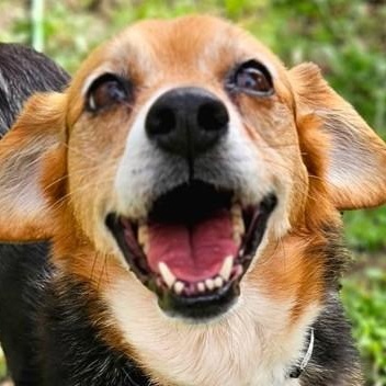 Enlarge Lulu, a ADOPTABLE mixed breed in Avon, IN image 2/3