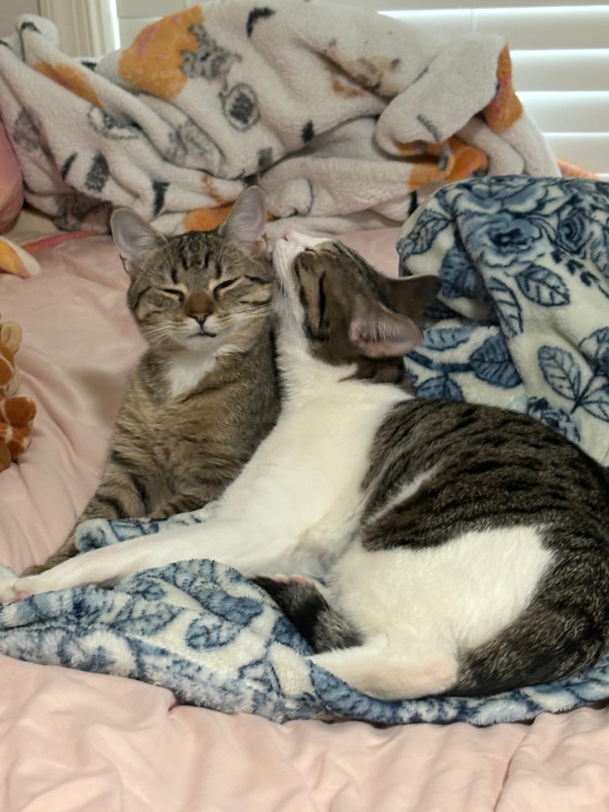 Uncle Rico, a Adoptable Domestic Short Hair in Leesburg, VA image 4/4