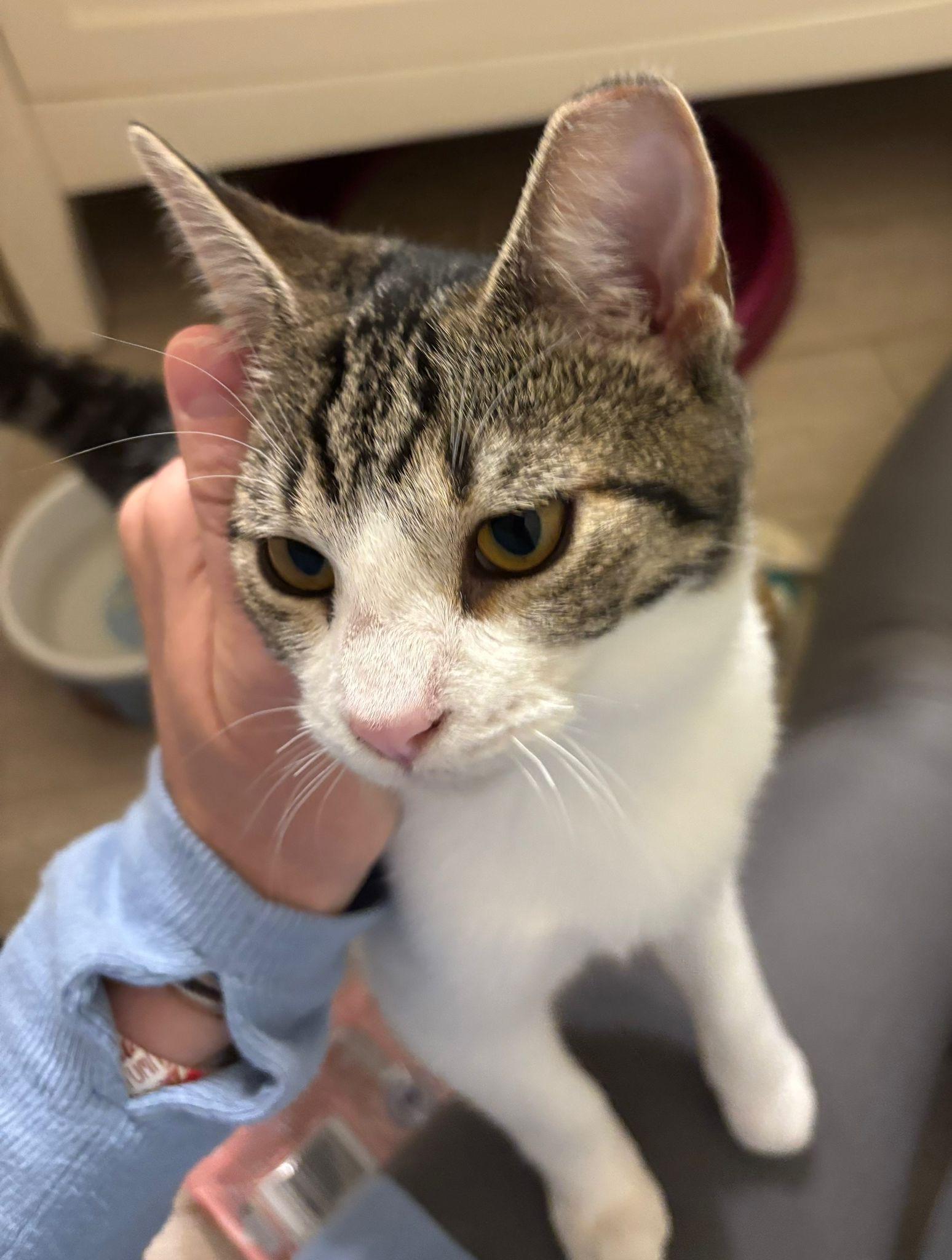 Enlarge Uncle Rico, a Adoptable Domestic Short Hair in Leesburg, VA image 1/4