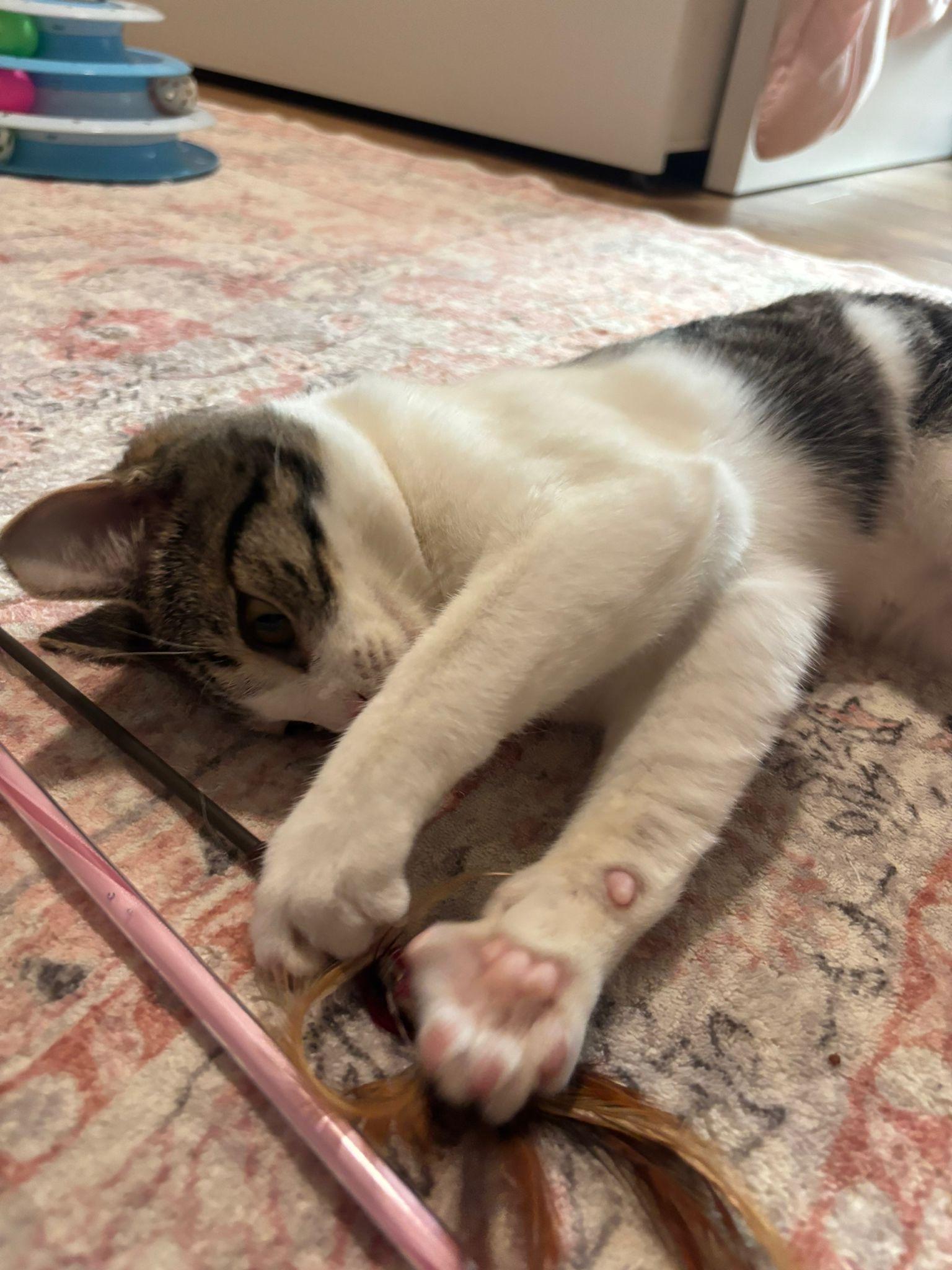 Enlarge Uncle Rico, a Adoptable Domestic Short Hair in Leesburg, VA image 3/4