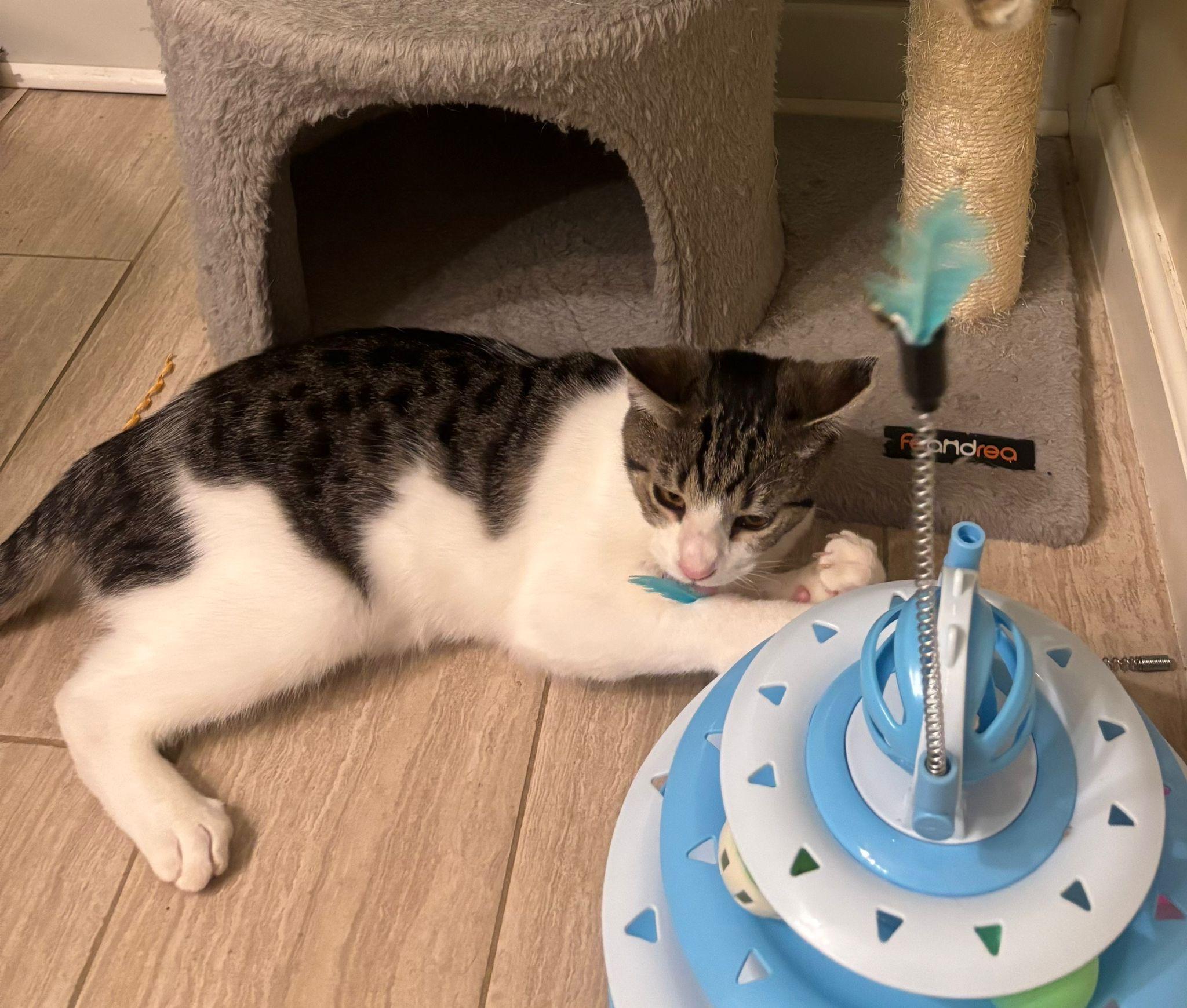 Enlarge Uncle Rico, a Adoptable Domestic Short Hair in Leesburg, VA image 4/4