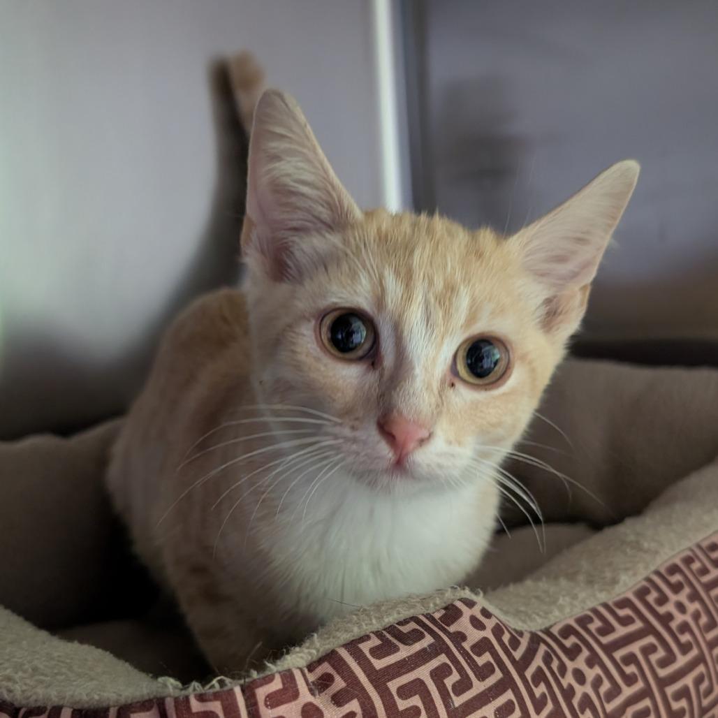 Moe, Adoptable, Kitten Male Domestic Short Hair.