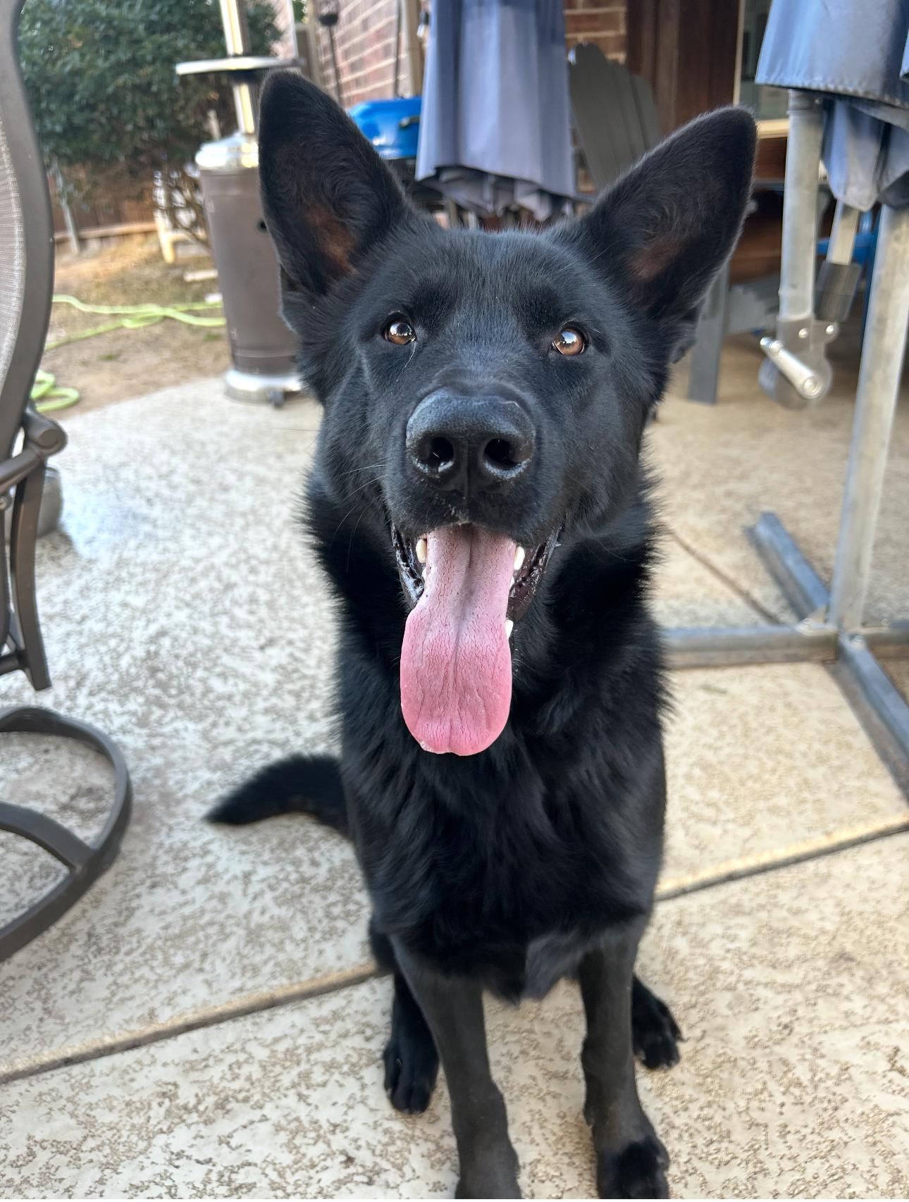 Enlarge Nero, an adopted German Shepherd Dog in Brookfield, CT image 1/1