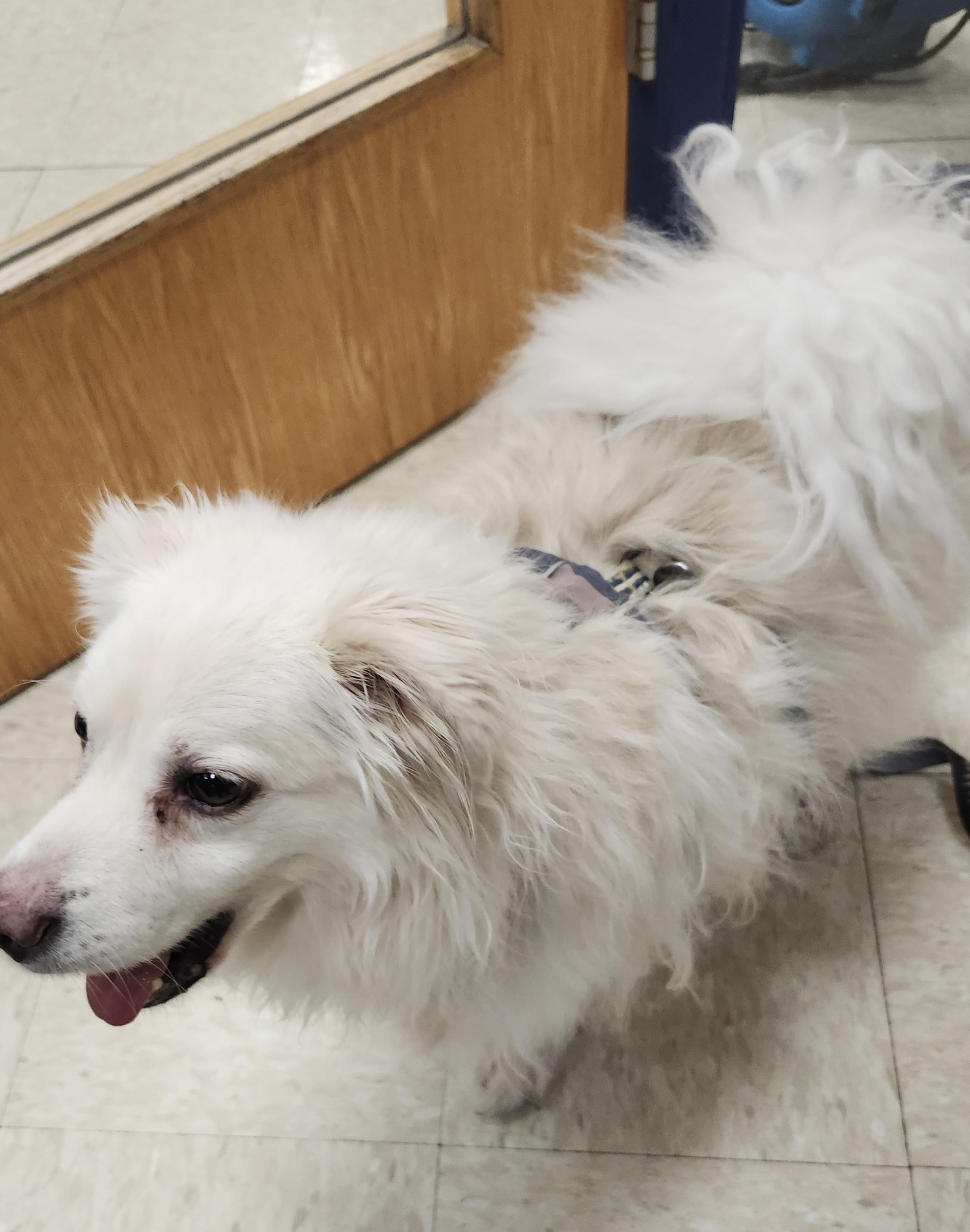 Enlarge Archie - Adopted!, a Adoptable American Eskimo Dog in Saint Louis, MO image 4/4