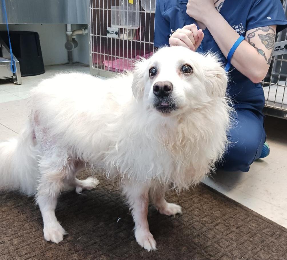 Enlarge Archie - Adopted!, a Adoptable American Eskimo Dog in Saint Louis, MO image 2/4