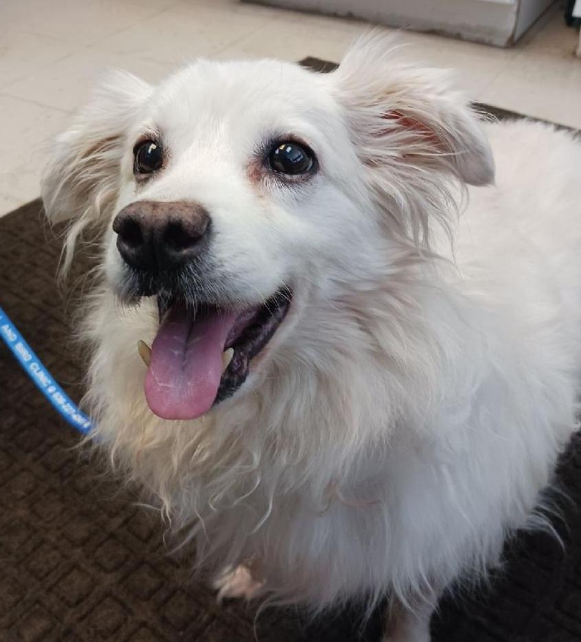 Archie - Adopted!, Adoptable, Adult Male American Eskimo Dog.