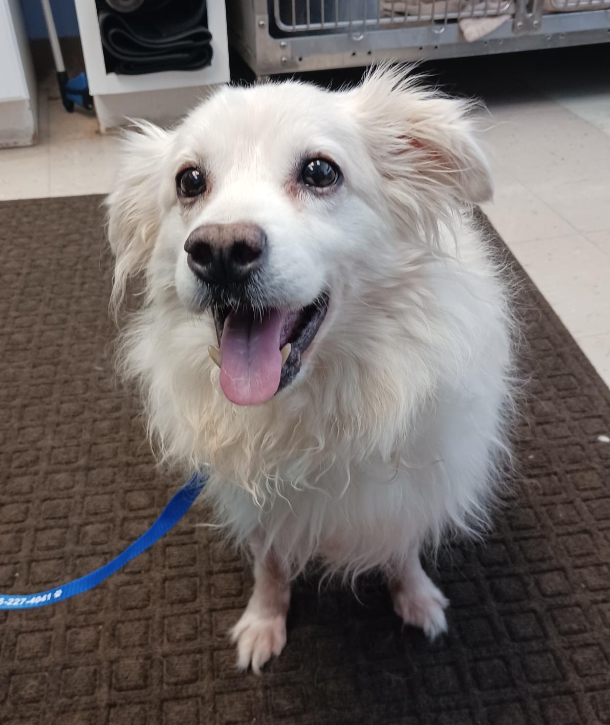Enlarge Archie - Adopted!, a Adoptable American Eskimo Dog in Saint Louis, MO image 3/4