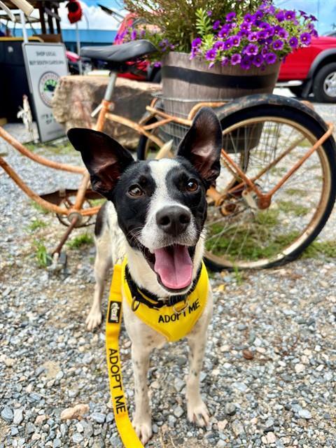 SHENZI, Adoptable, Young Male Parson Russell Terrier & Mixed Breed.